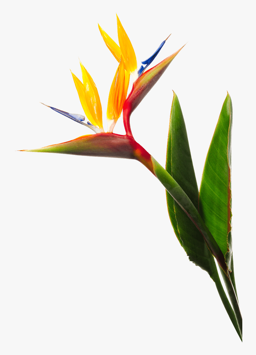 Birds Of Paradise Flower - Birds Of Paradise Png, Transparent Png