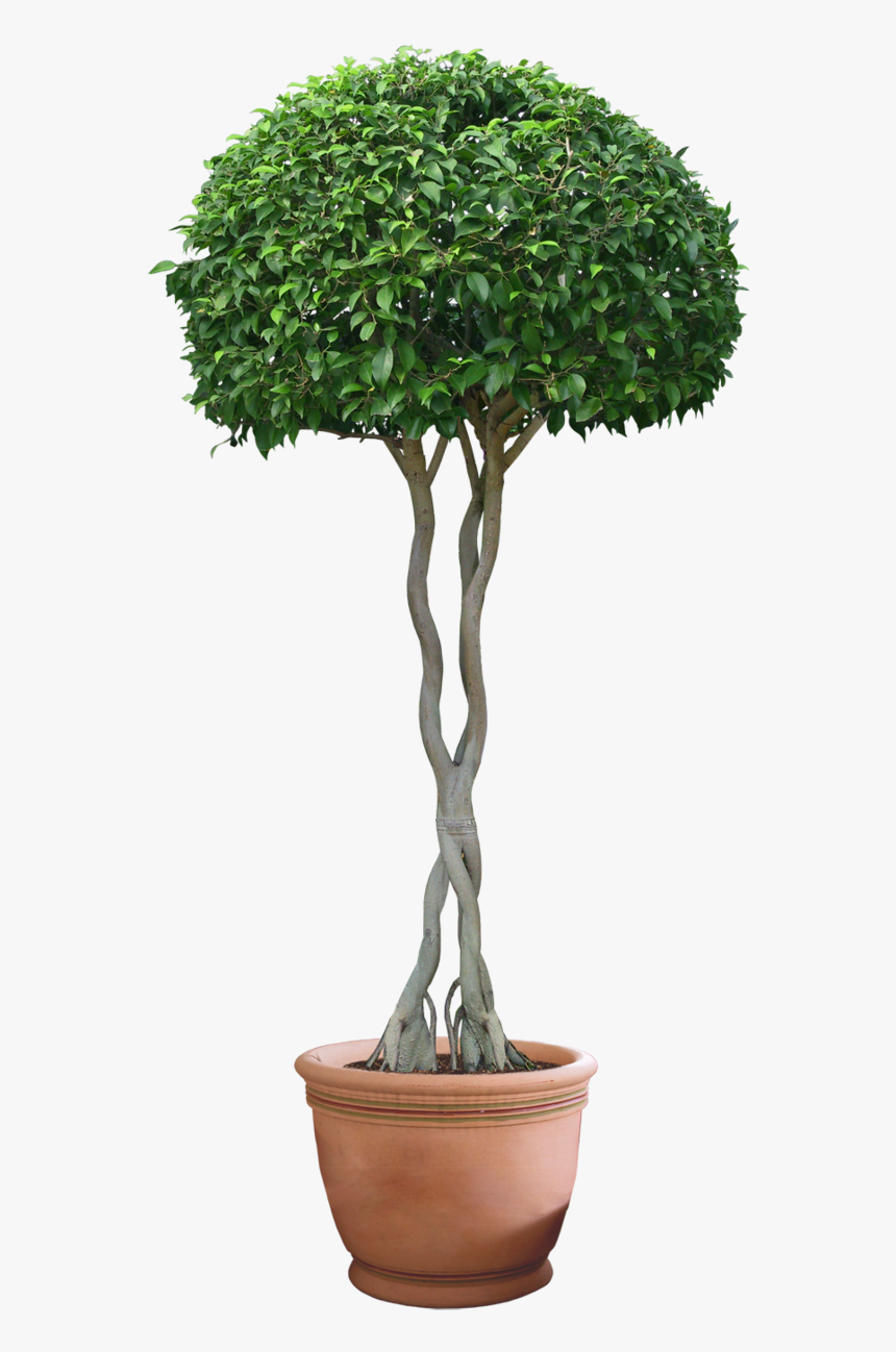 Plant Tree Png 9 Png Images - Street Plant Png, Transparent Png