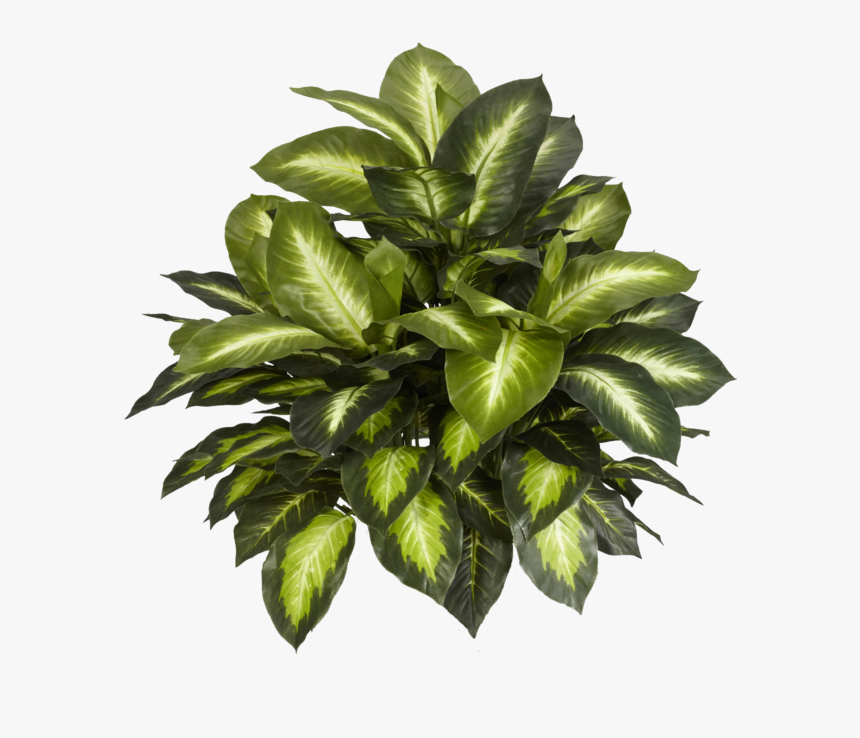 Indoor Plant Top View Png, Transparent Png