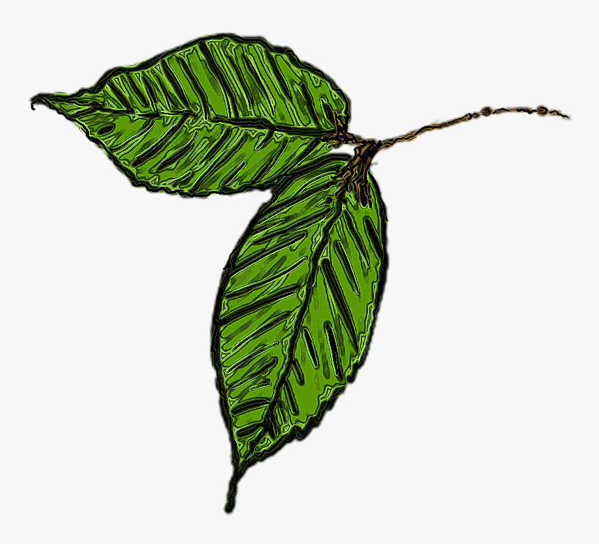 Plant With Transparent Background, HD Png Download