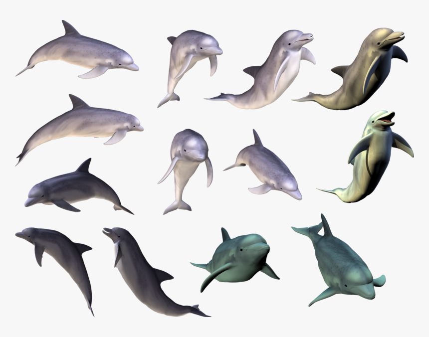 Dolphin Tricks Png Hd, Transparent Png