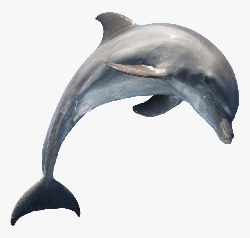 Common Bottlenose Dolphin Short-beaked Common Dolphin - Dolphin Transparent Background, HD Png Download