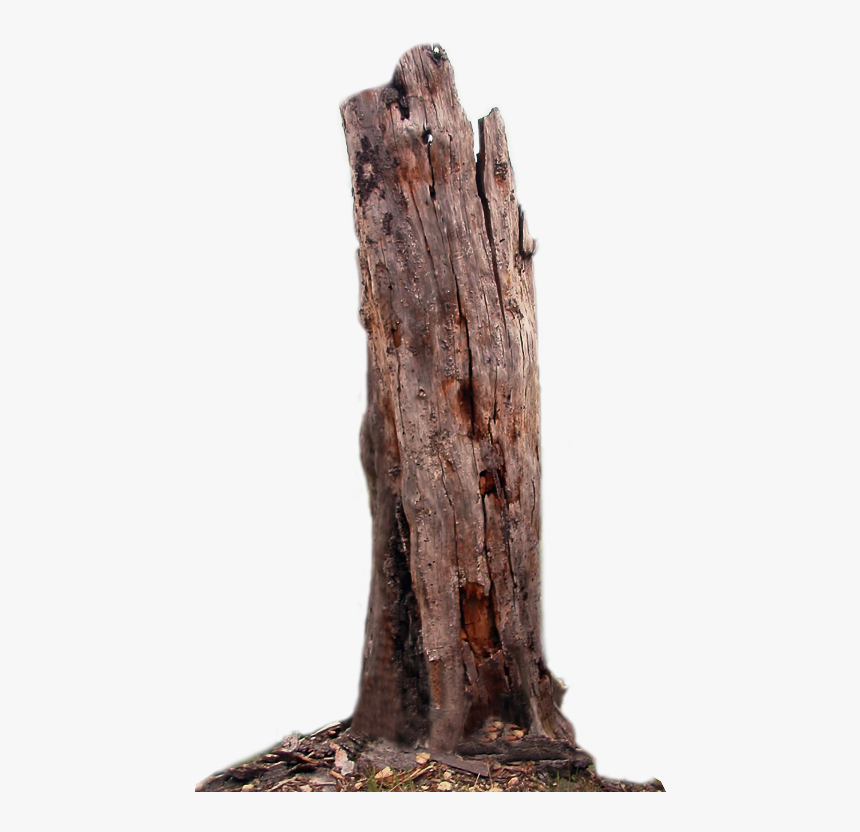 Transparent Tree Hd Png - Dead Tree Trunk Png, Png Download