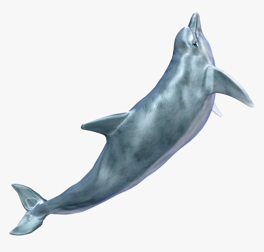 Whale Png - Dolphins No Background, Transparent Png