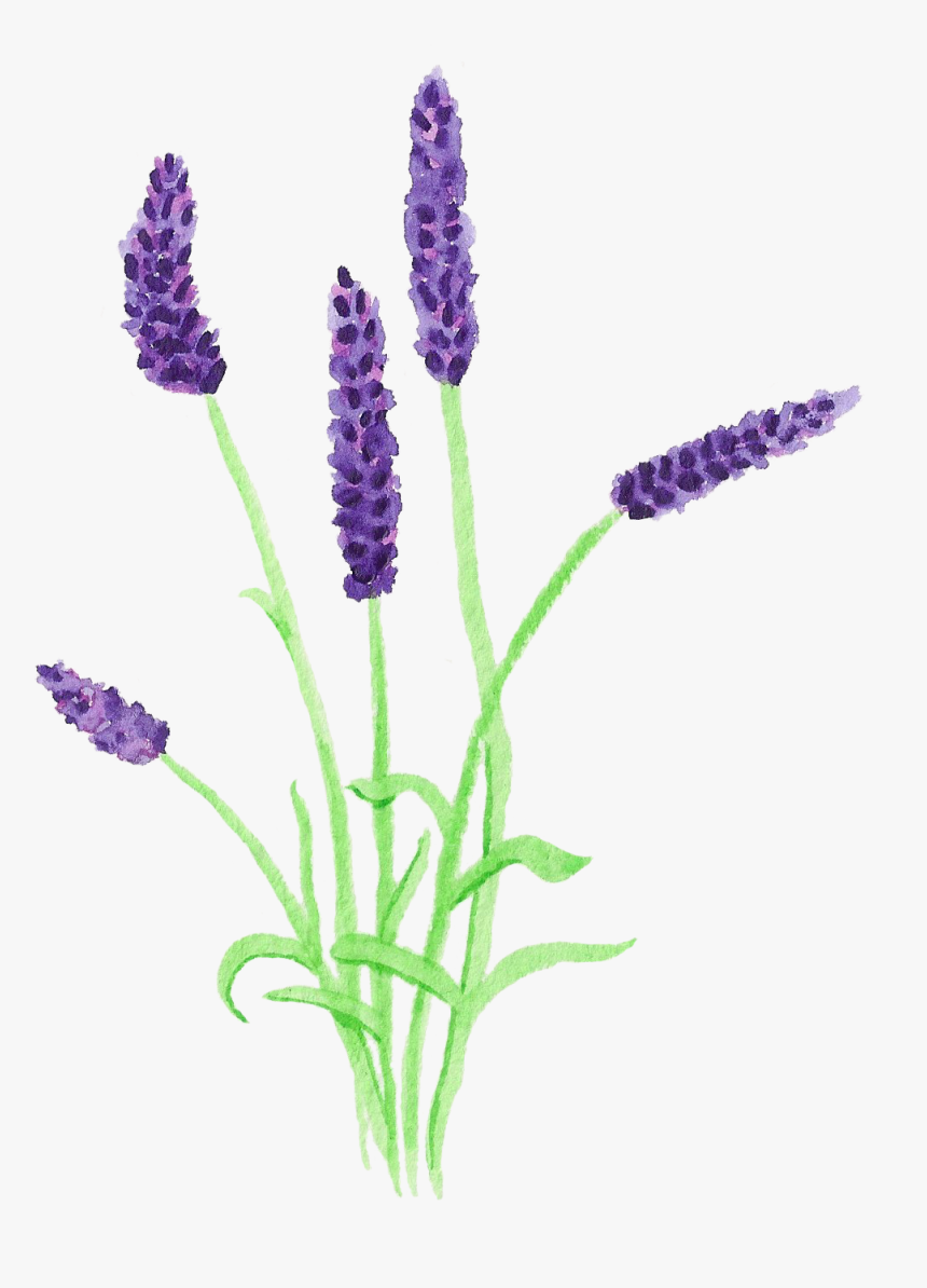 Print Pinterest Flower Vectoriel Lavande Transparent Hd Png Download Transparent Png Image Pngitem