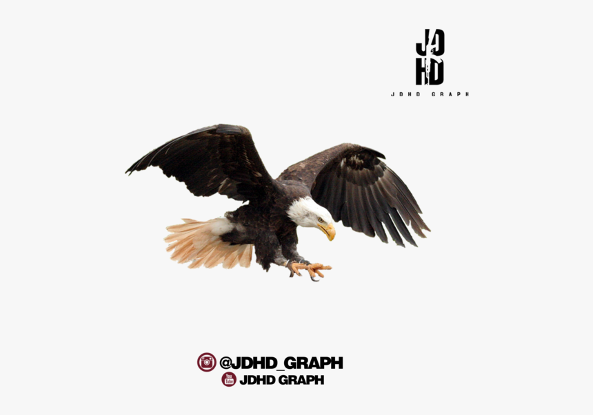 Eagle Png Hd For Photo Editing, Transparent Png