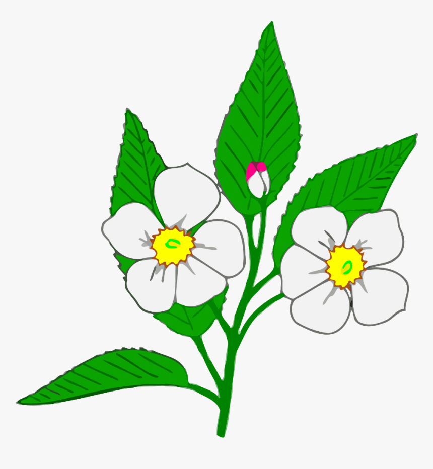 Apple 20blossom 287716 Clip Art Of - Apple Blossom Clip Art, HD Png Download
