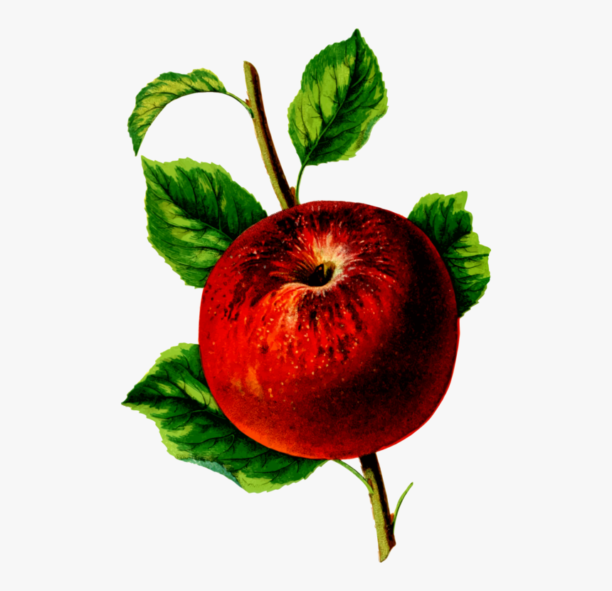 Plant,leaf,apple - Mcintosh, HD Png Download