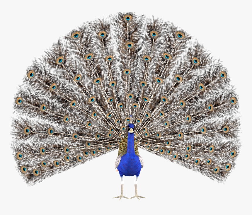 Peacock Feather Krishna Png - Peacock Render, Transparent Png
