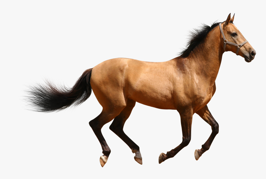Free Icons Png - Horse Animal Png, Transparent Png