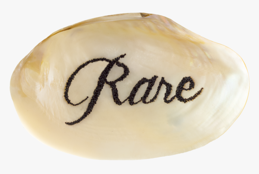 Rare Shell No Bg - Calligraphy, HD Png Download