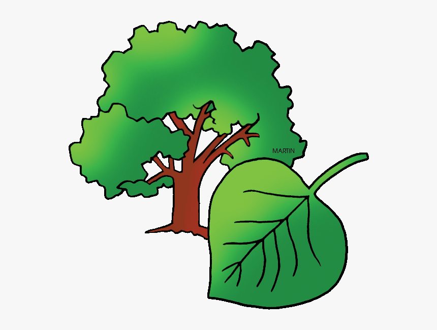 Free United States Clip Art By Phillip Martin, State - Kansas State Tree Transparent, HD Png Download