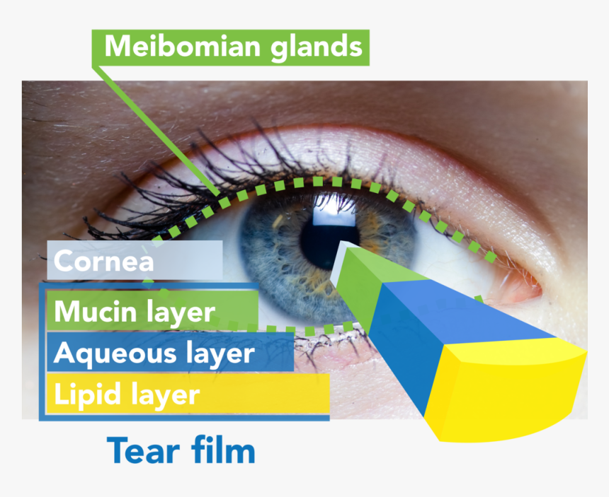 Aqueous Human Eye Many Pictures Png Aqueous Png Human, Transparent Png