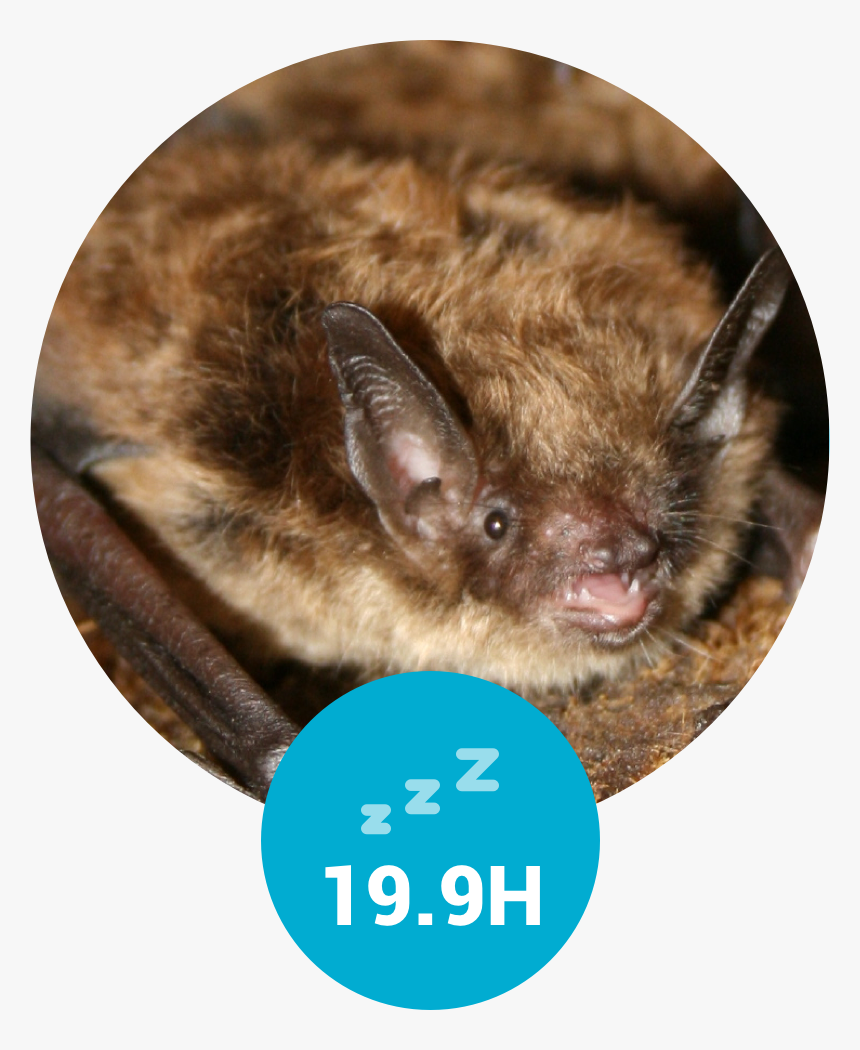 Transparent Vampire Eyes Png - Little Brown Myotis Bc, Png Download