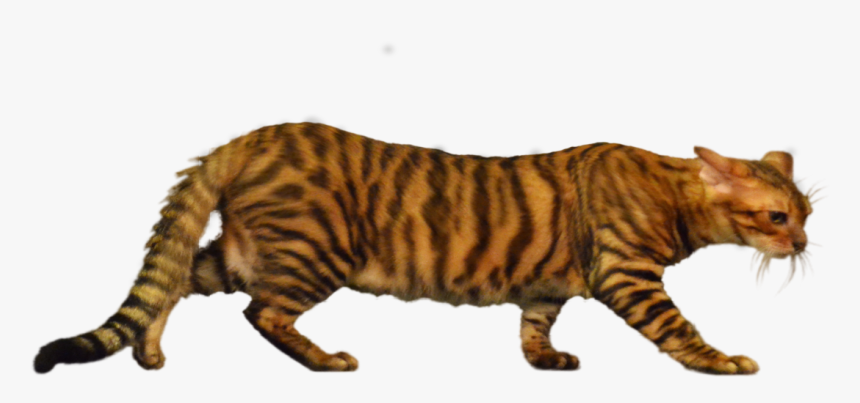 Siberian Tiger, HD Png Download