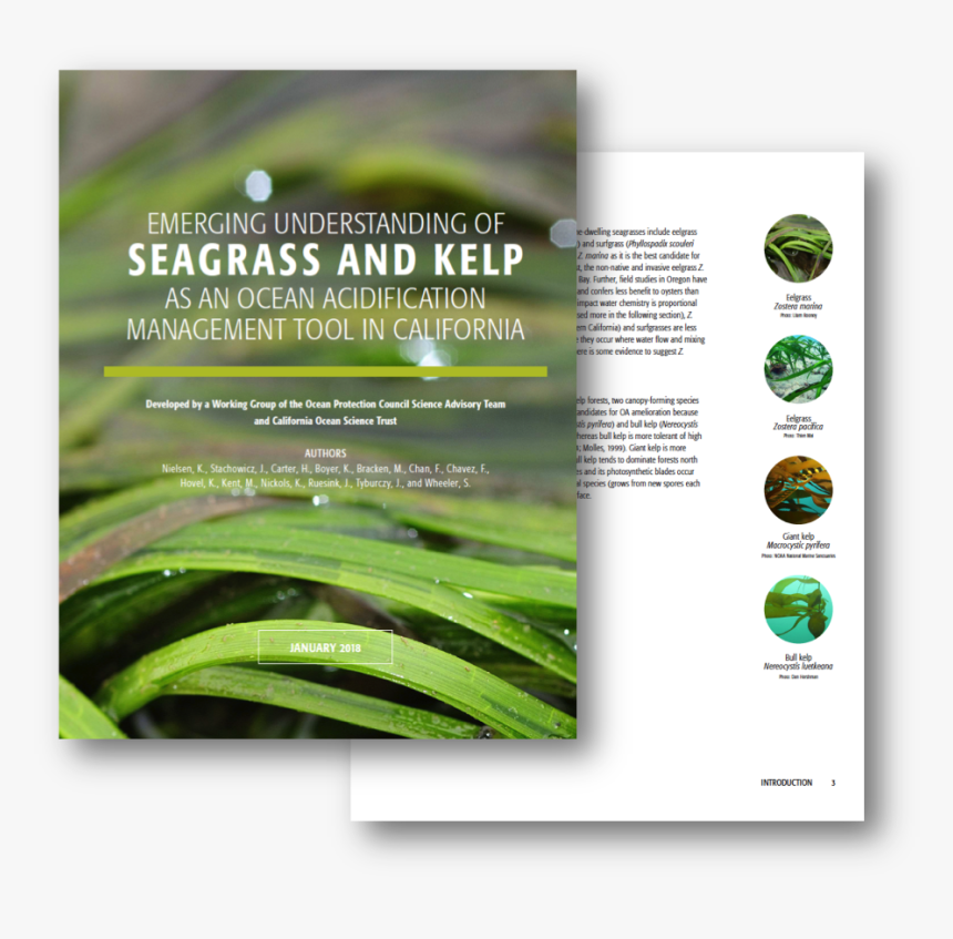 California Seagrass, HD Png Download
