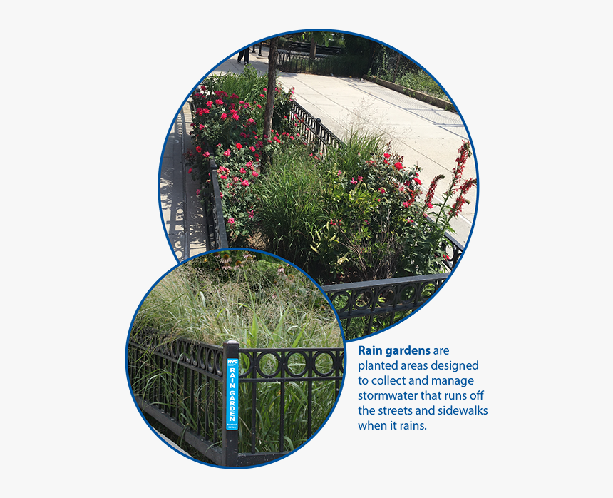 New York City Rain Garden, HD Png Download