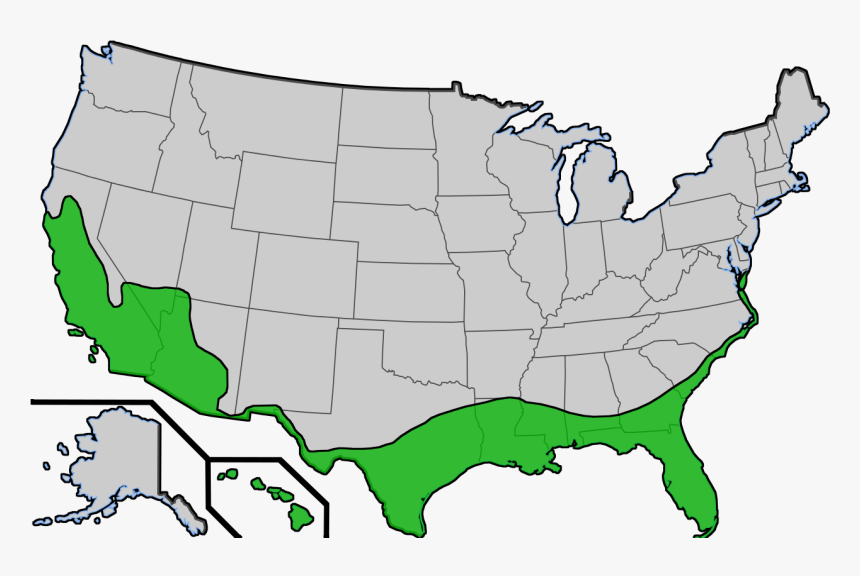 Transparent Washingtonia Png - Do Palm Trees Grow In The Us, Png Download