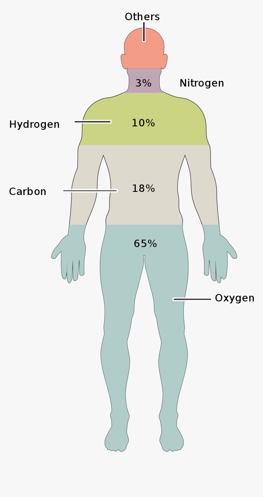 20 Elements In Human Body, HD Png Download