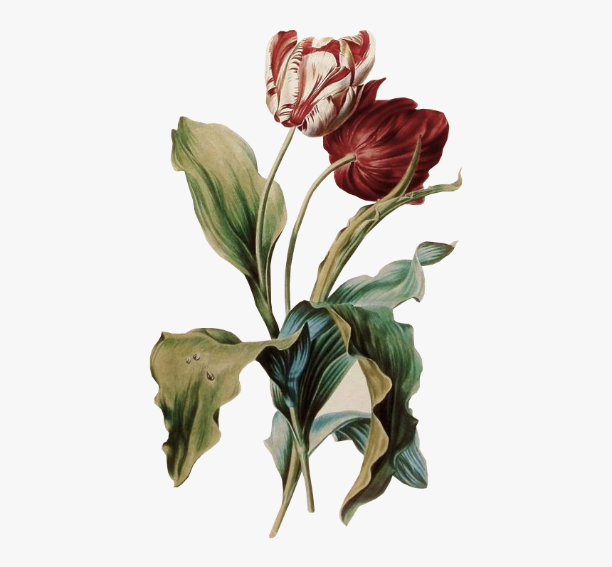 Tulipe Des Jardins Gerard Van Spaendonck, HD Png Download