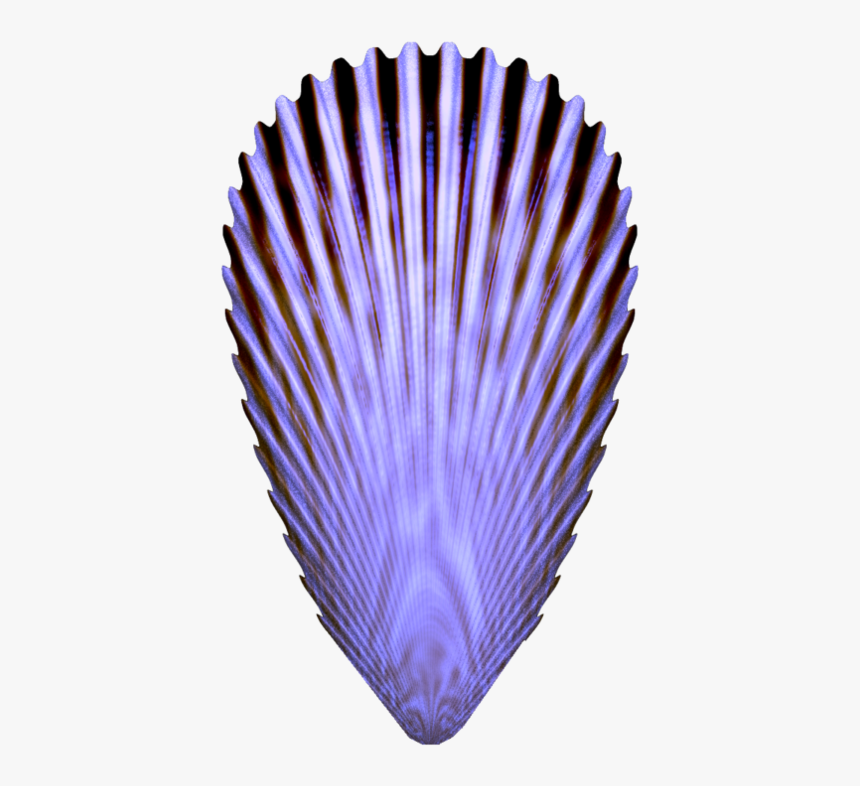 Seashell, HD Png Download