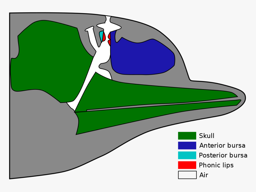 Comment Les Baleines Communiquent Elles, HD Png Download