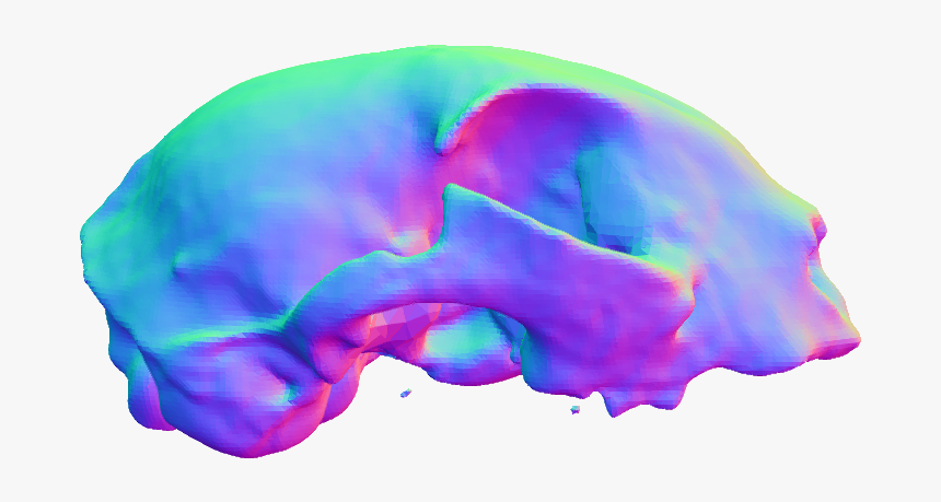 Skull, HD Png Download