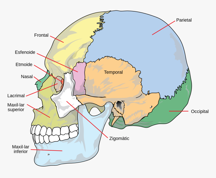Parts Of The Head Diagram Complete Guide On Human Anatomy With Parts 