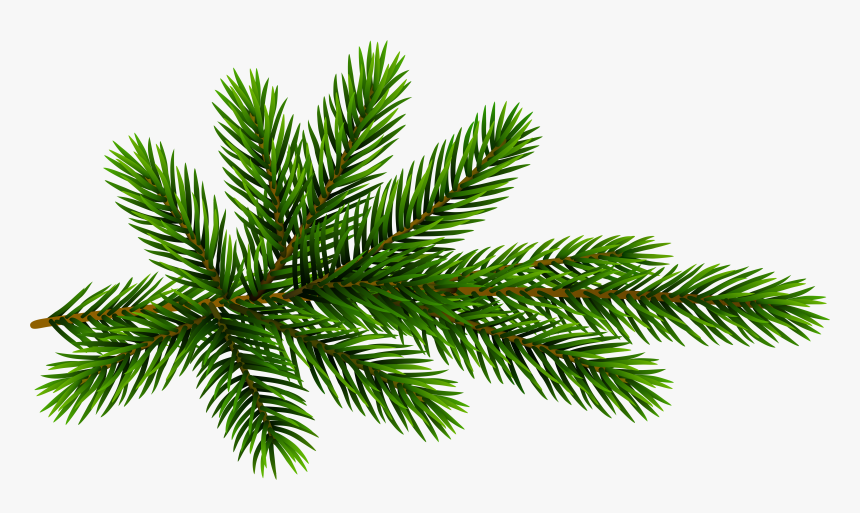 Pine Branch Transparent Clip - Pine Branch Transparent Background, HD Png Download