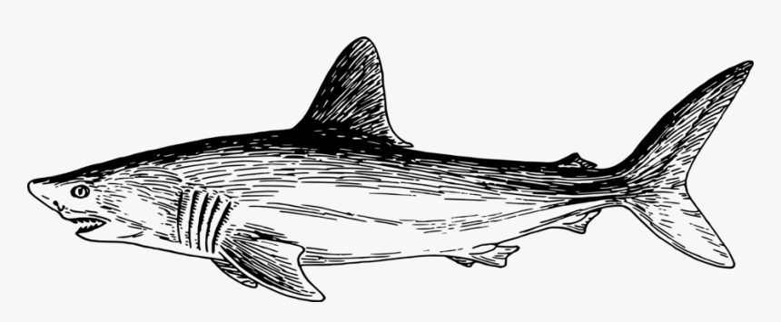 Marlin, HD Png Download