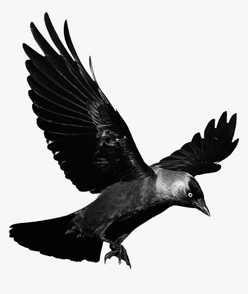 #cuervo #pajaro #negro #glitch #terror #miedo #ave - Transparent Background Raven Png, Png Download