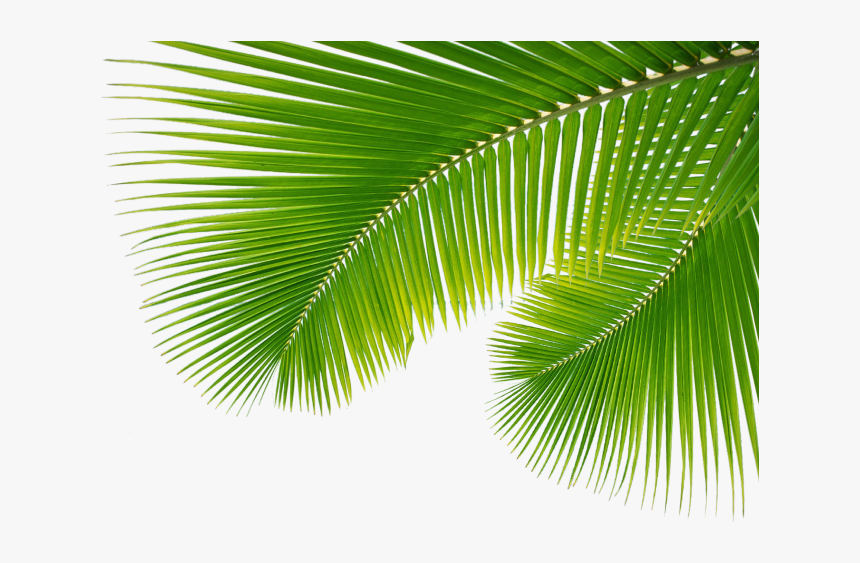 Palm Branch Png - Palm Leaves Png Transparent, Png Download