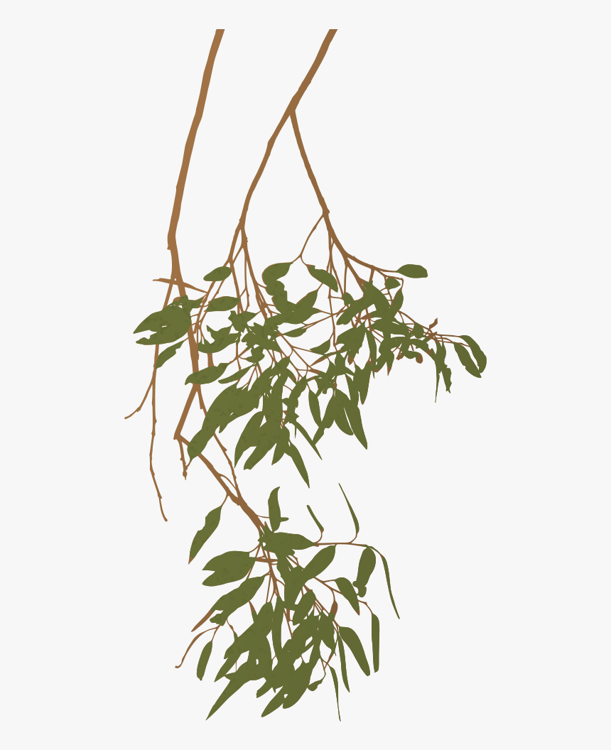 Trees Clipart Branch - Australian Gum Tree Branch, HD Png Download