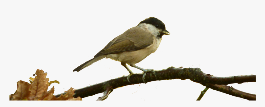 Especies Silvestres Png, Transparent Png