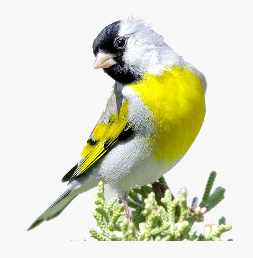Yellow White And Black Bird, HD Png Download