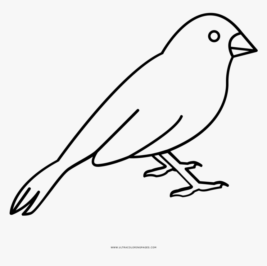 Pájaro Página Para Colorear - Canario Para Colorear, HD Png Download
