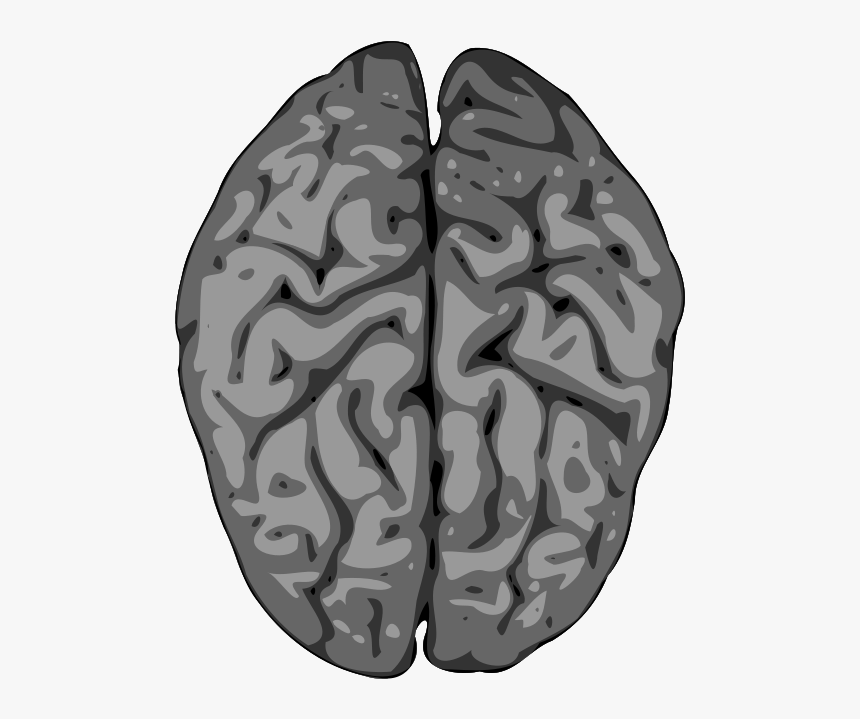 I M With Stupid Heart And Brain , Transparent Cartoons - Grey Brain Clipart, HD Png Download