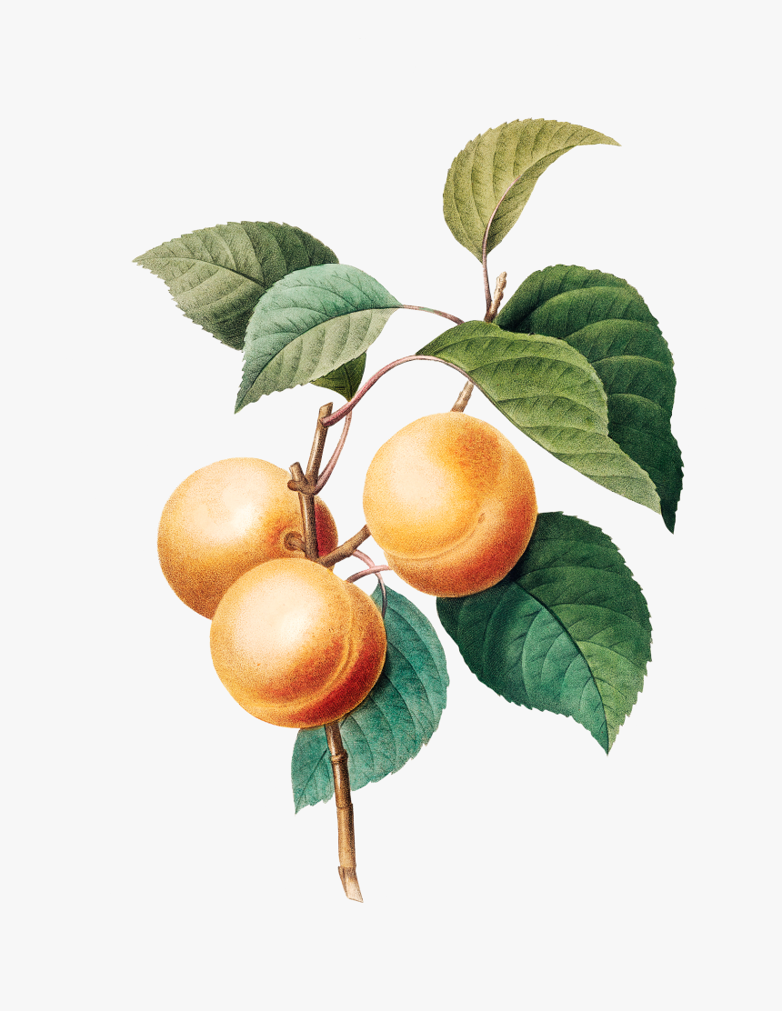 Transparent Arthas Png - Fruits In Watercolor Drawing, Png Download