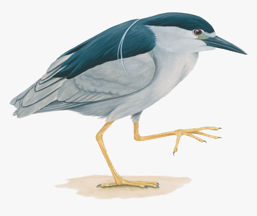 Transparent Heron Bird Clipart - Yellow Crowned Night Heron Feet, HD Png Download