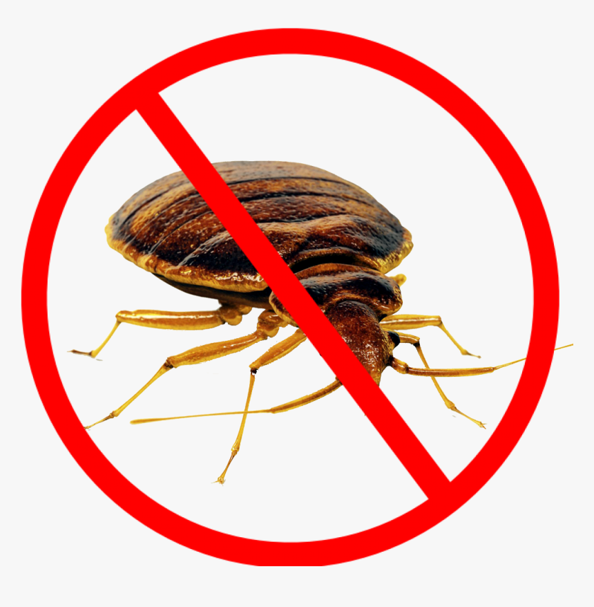 Bed Bug Png - Cockroach Control, Transparent Png