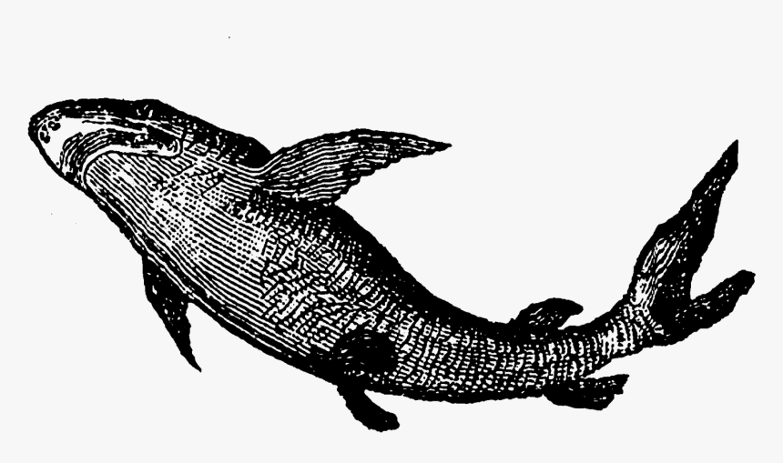Transparent Shark Clip Art - Clipart Of Shark Antique, HD Png Download