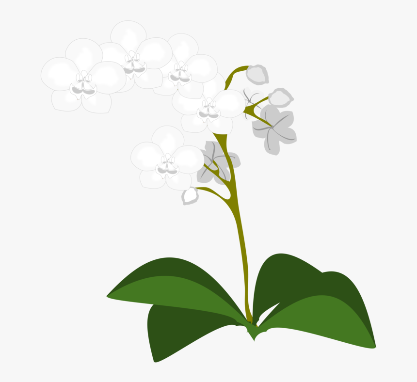 Moth Orchids Flowering Plant Plants, HD Png Download