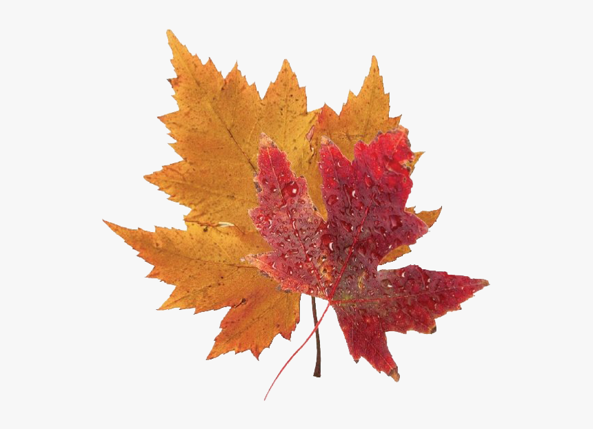 Fall Leaves Png Clipart - Transparent Background Fall Leaves, Png Download