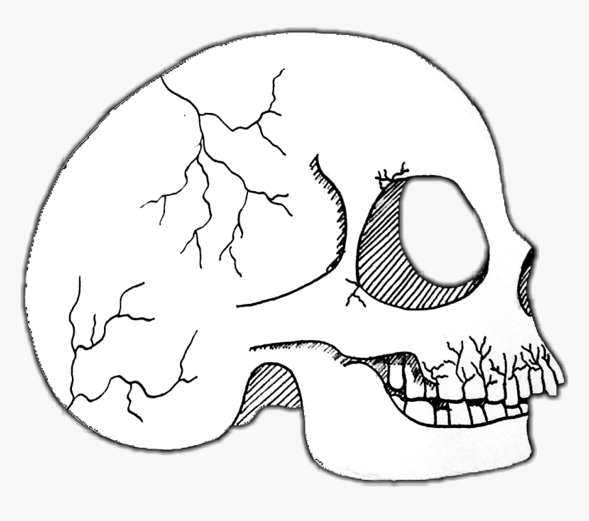 #skull #gothic - Skull, HD Png Download
