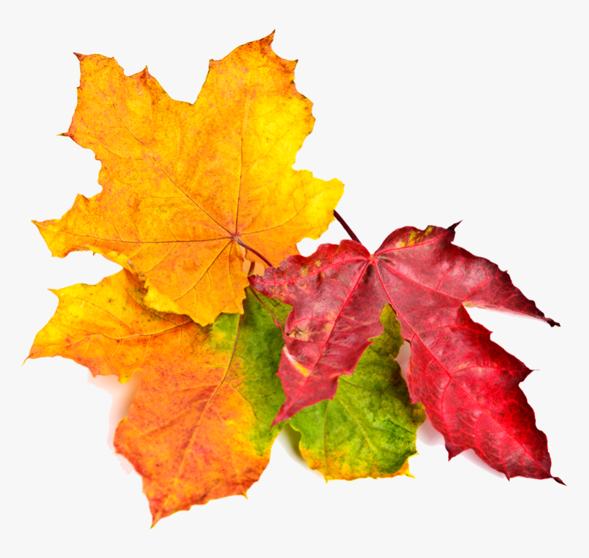 Fall Leaves - Maple Leaf, HD Png Download