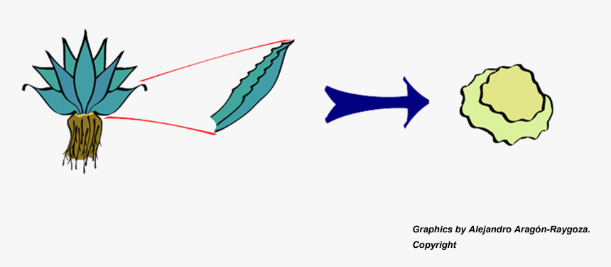 Alfredo - Cruz@cinvestav - Mx - Illustration, HD Png Download