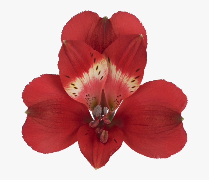 Alstroemeria Marian, HD Png Download