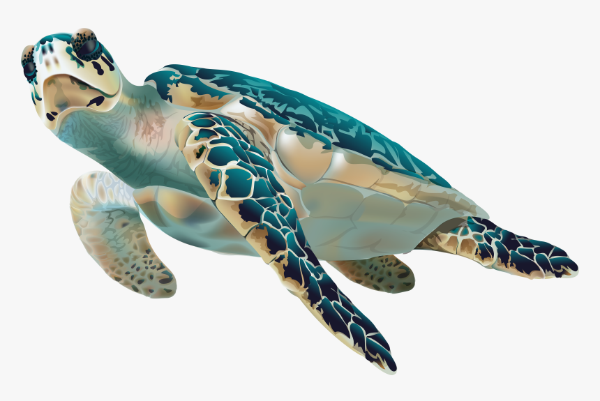 Transparent Sea Turtle Png, Png Download