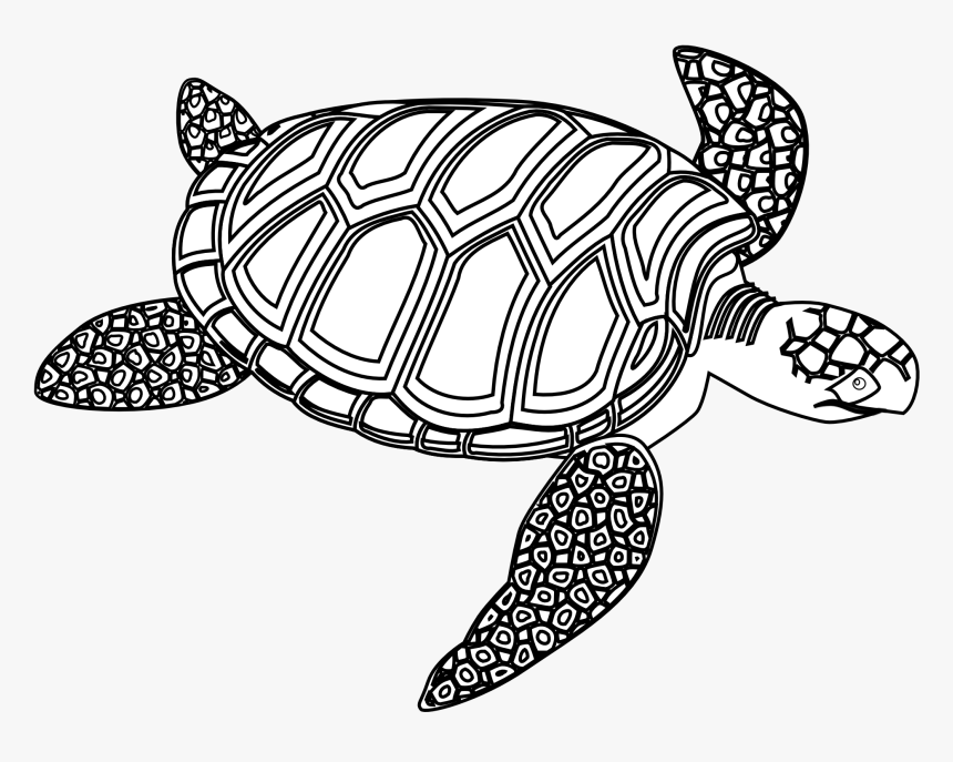 Sea Turtle,turtle,green Sea Turtle,pond Sea Turtle,olive - Turtle Black And White, HD Png Download