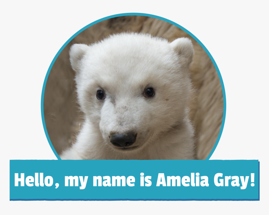 Amelia Gray Polar Bear, HD Png Download